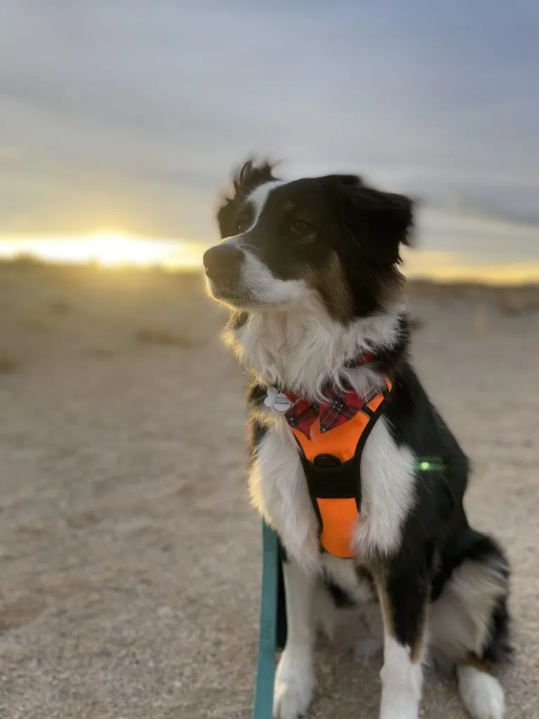 Roci in the desert