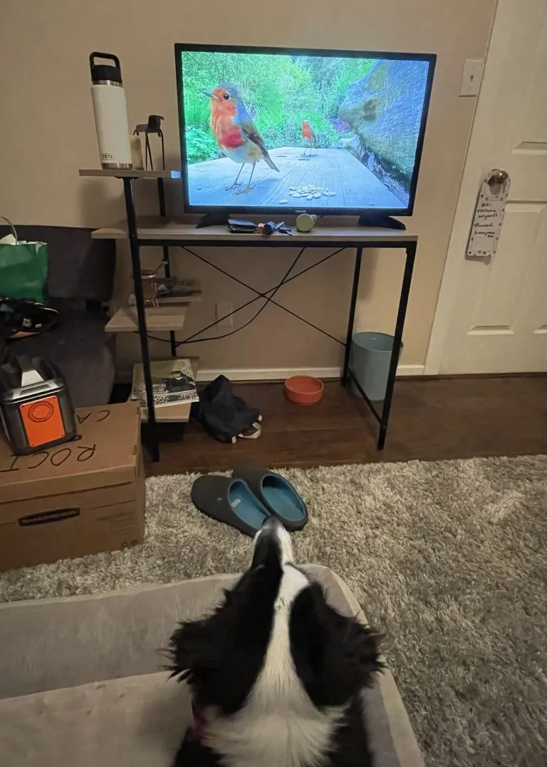Roci watching TV
