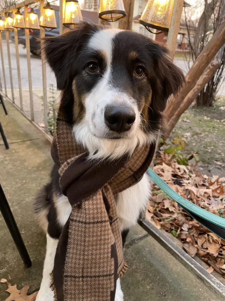Roci in a scarf