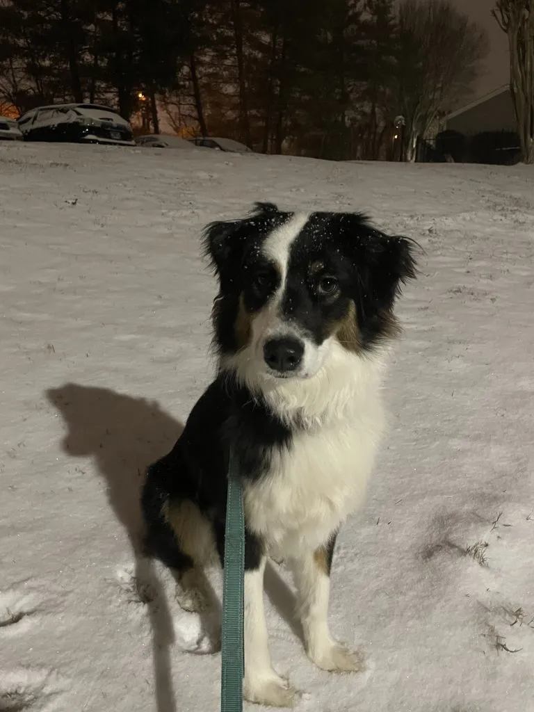 Roci's first snow