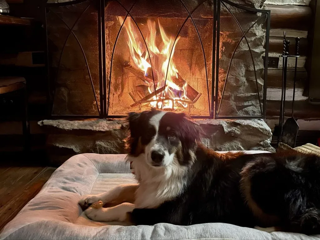 Roci by the fire