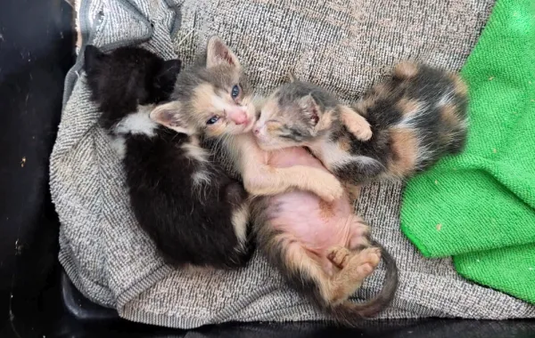 kittens