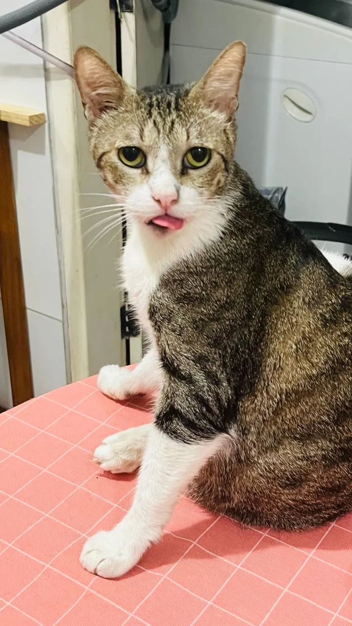 cat sticking his tongue out