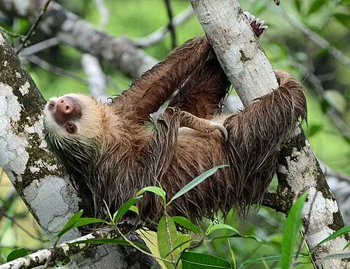 A sloth (Choloepus_hoffmanni, Puerto_Viejo, CR). By Geoff Gallice - https://www.flickr.com/photos/dejeuxx/6360289637, CC BY 2.0, https://commons.wikimedia.org/w/index.php?curid=24485364