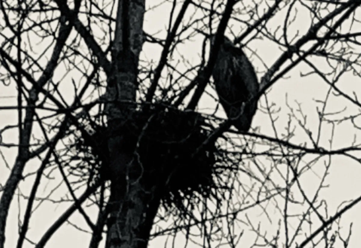heron@2x