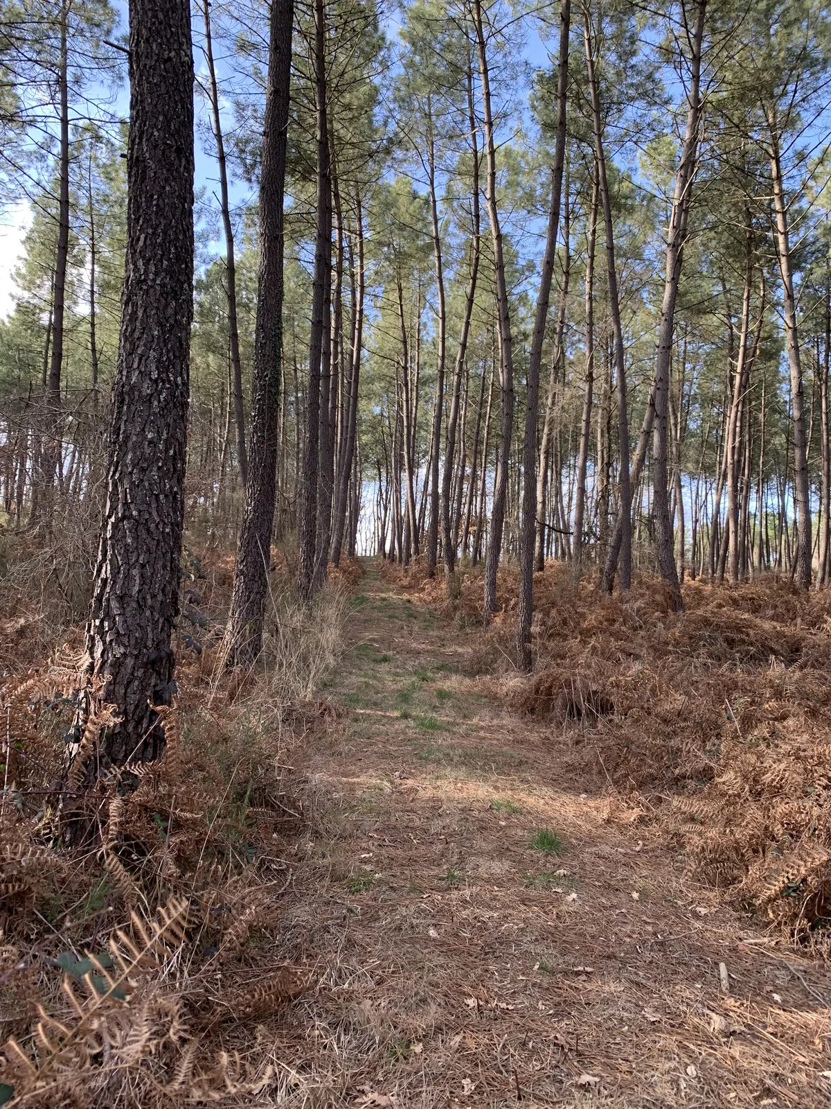 pine forest blue sky