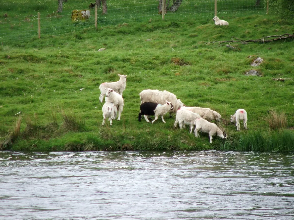 photo of a group of sheep and lambs by eating grass by the water.  One lamb has a its bottom half completely black, and the front half white