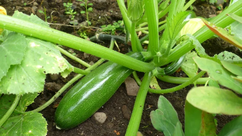 courgette-4