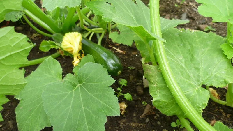 courgette-6