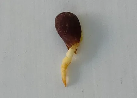 IMG20240307153101