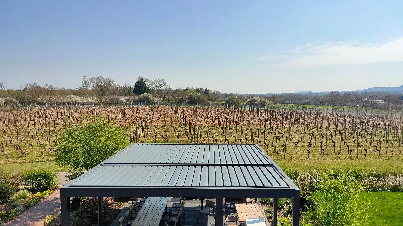 Field with bare vines
