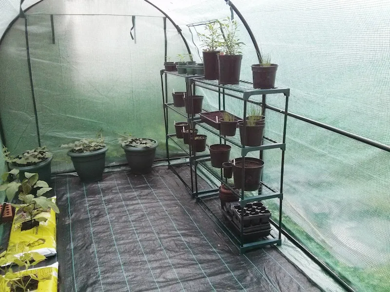 Inside the Polytunnel