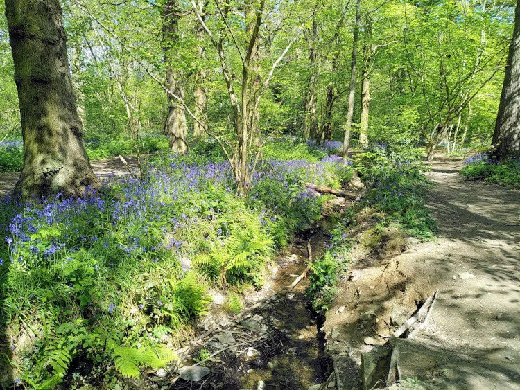 bluebell wood stream