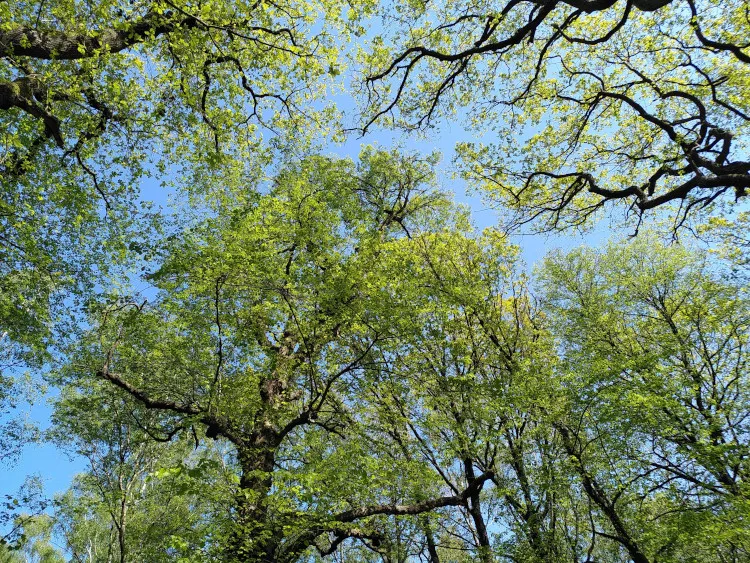 bluebell wood trees