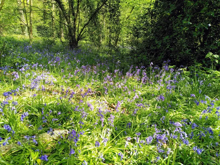 bluebell wood