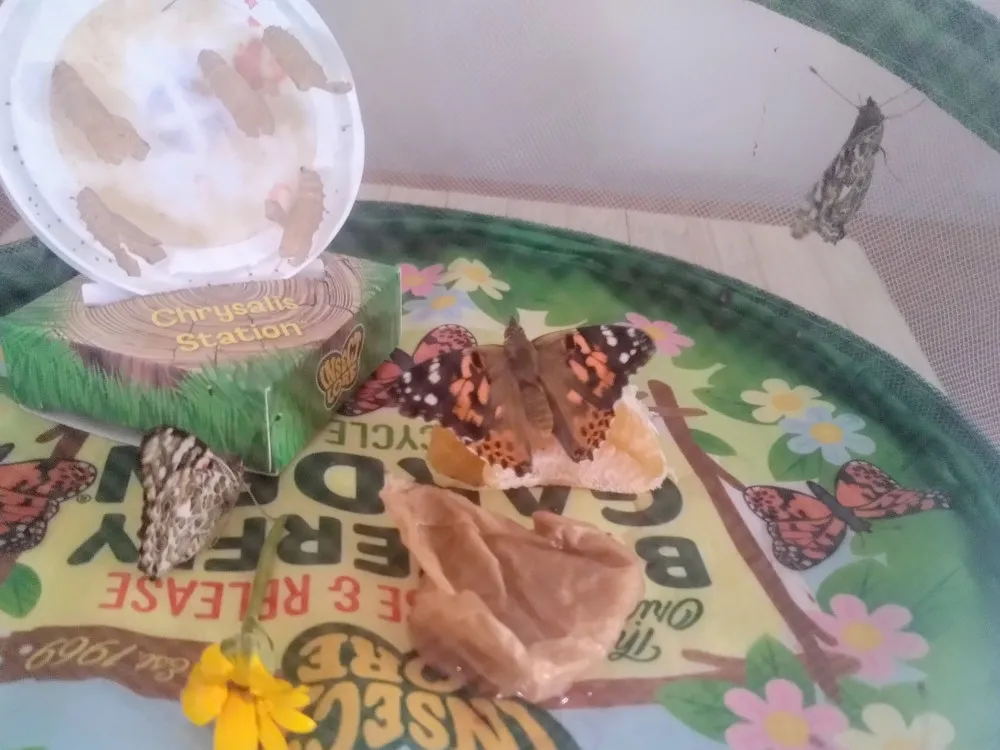 Three painted lady butterflies in an enclosure