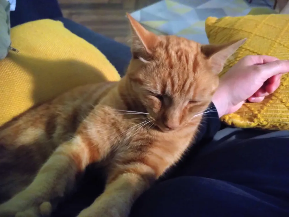 cheddarcat