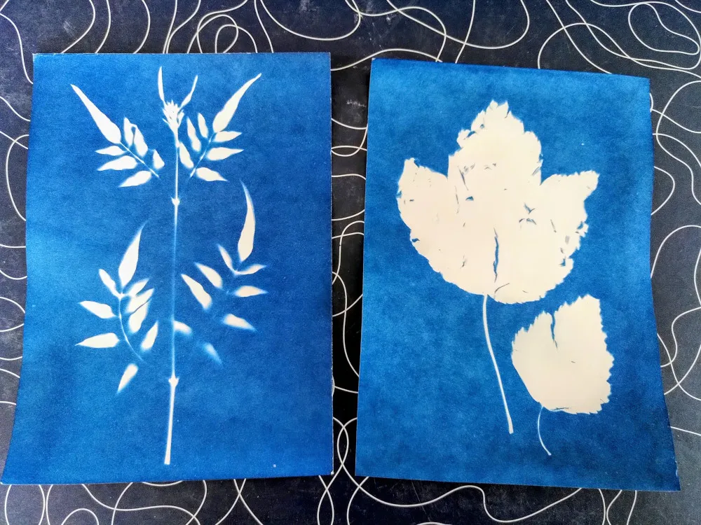 Two cyanotypes of plants