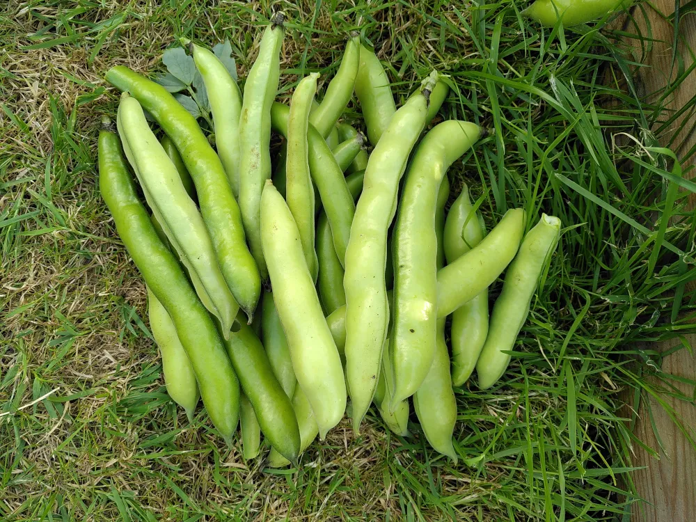 Pile of broad bean pods on grass