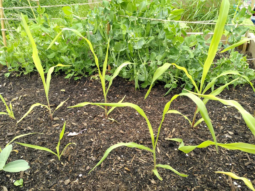 Thin sweetcorn stalks with peas in the background