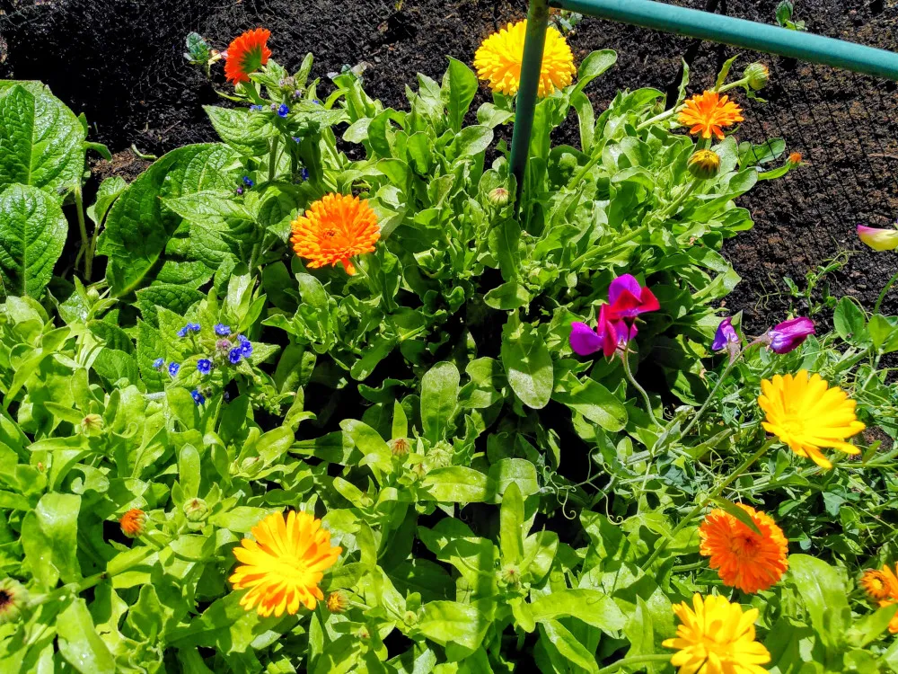Orange and yellow marigolds, purple sweetpeas, blue flowers of green alkanet