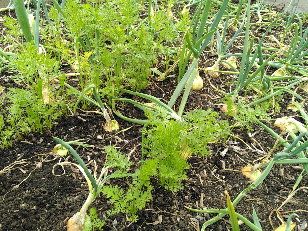 Onions and carrot foliage