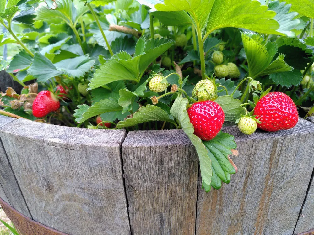 A couple of very red strawberries in a barrel