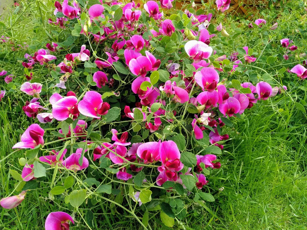 Lots of purple sweetpeas