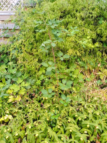 hanging-bramble