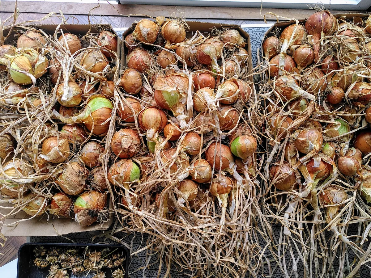 Three trays of onions drying in my house