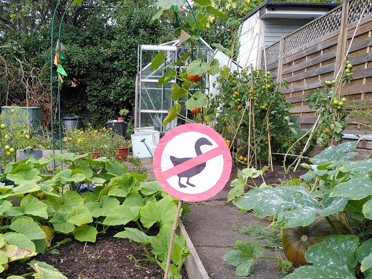 no geese sign in the garden