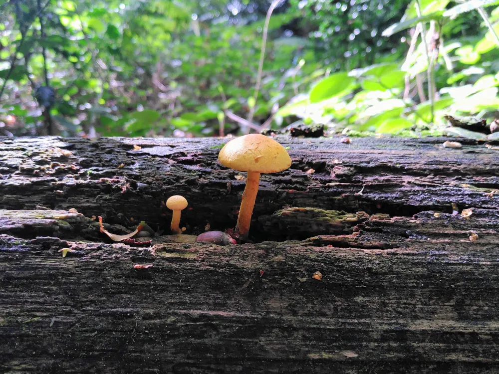 unidentified fungi object