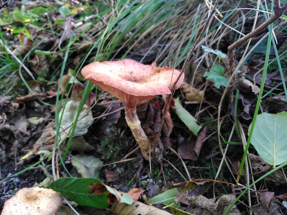 unidentified fungi object