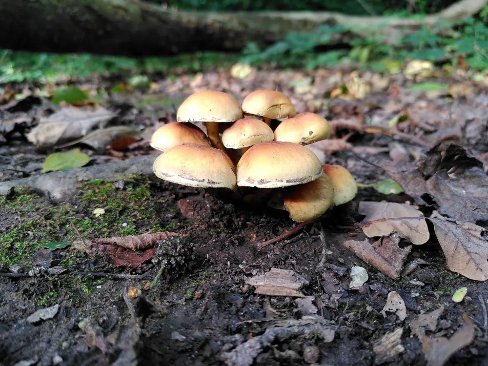 unidentified fungi object