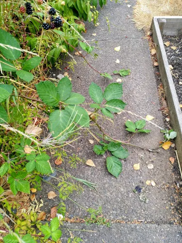 path-bramble