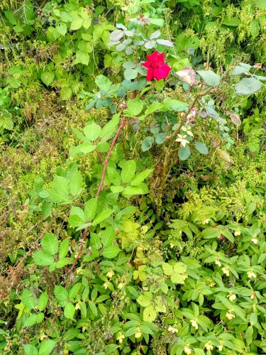 rose-bramble