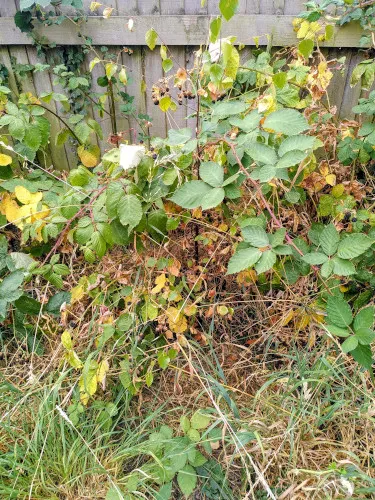 silver-birch-bramble