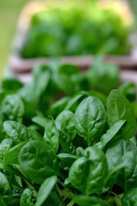 mostly out of focus spinach leaves growing