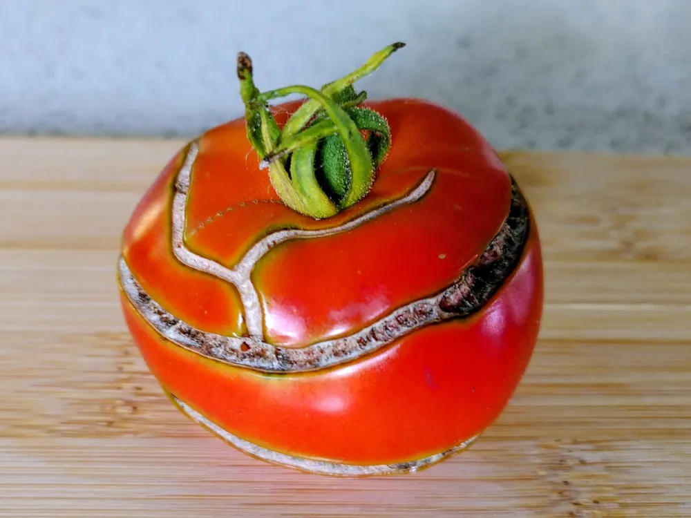 split tomato