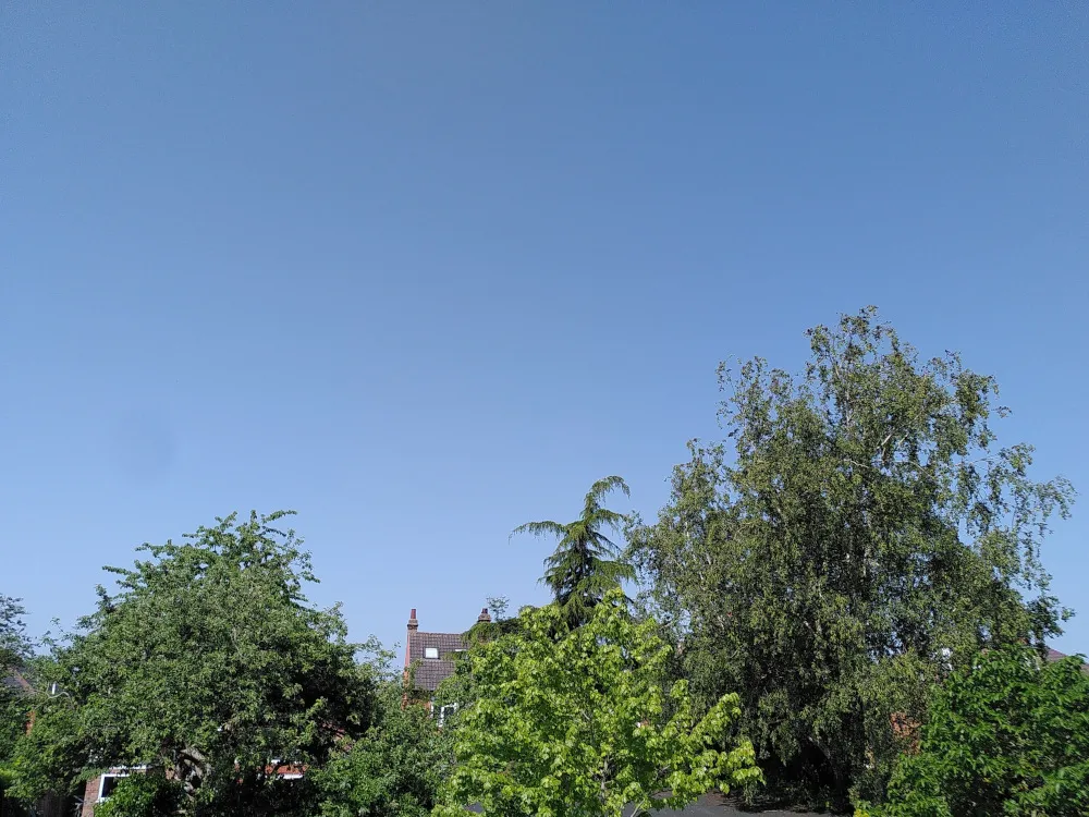 Blue skies and more trees