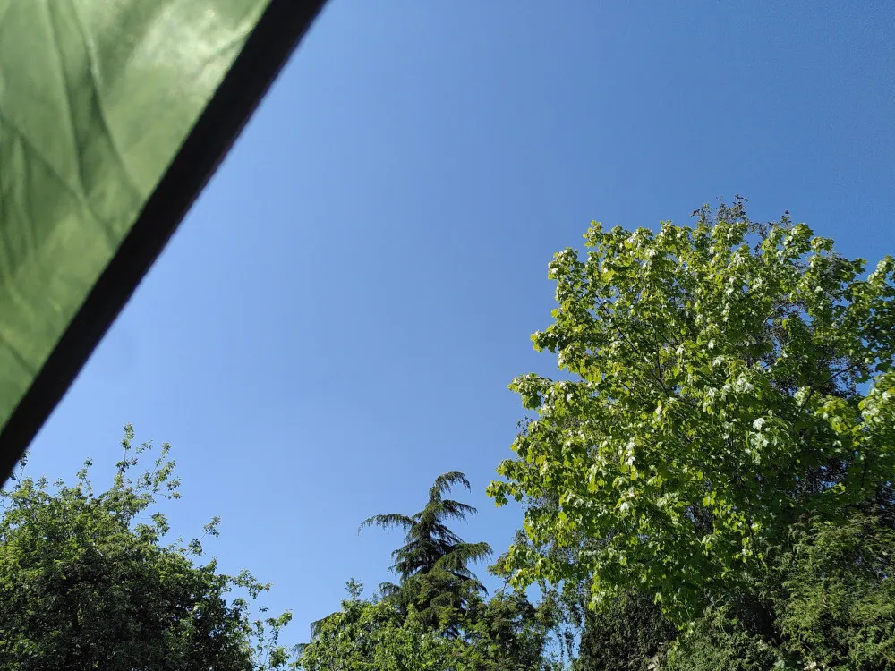 Blue skies and trees