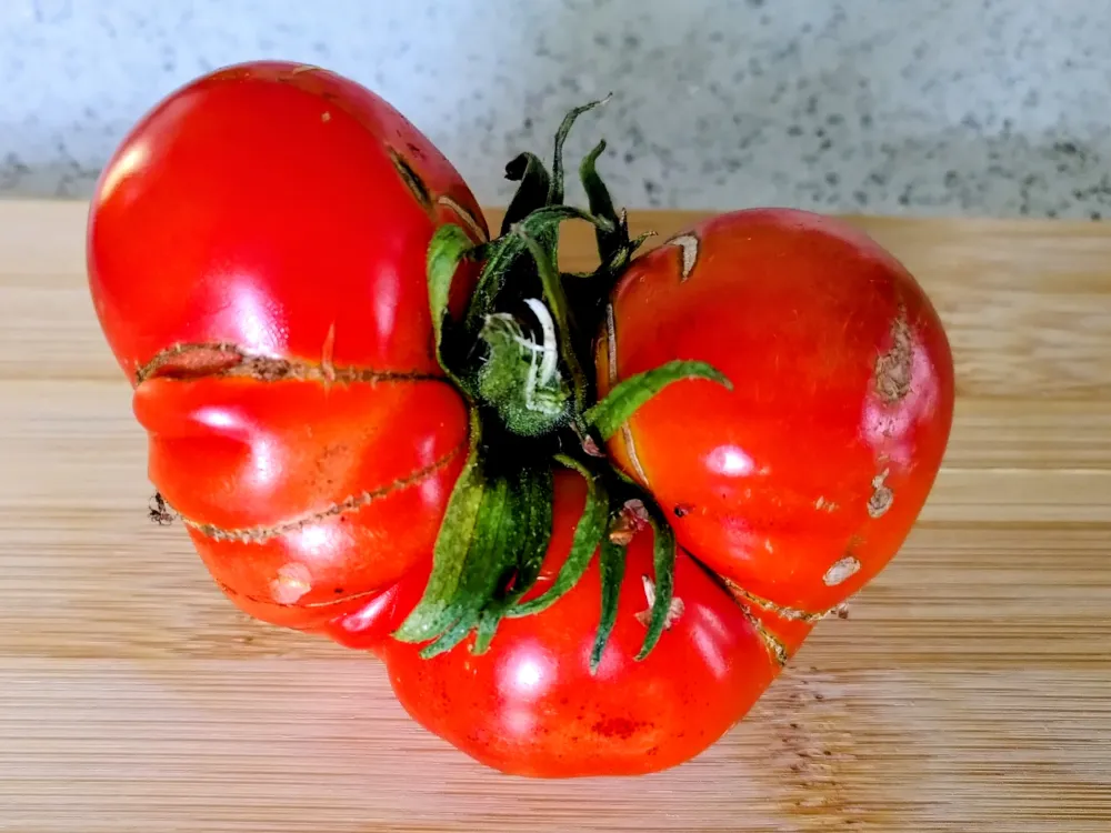 Ugly beef tomato