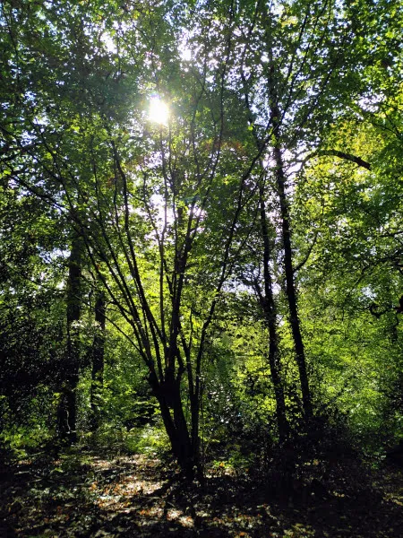 view of trees in a wood