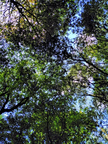 view of tree canopy in a wood with glimpses of blue sky