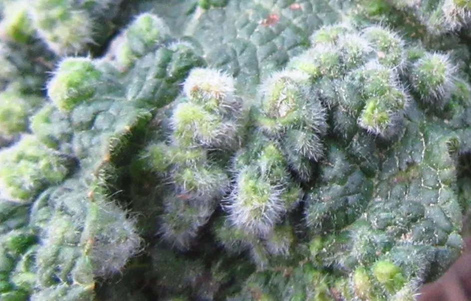 Close-up of the Gall