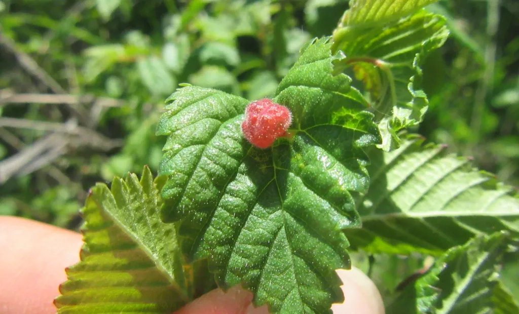 Close-up gall