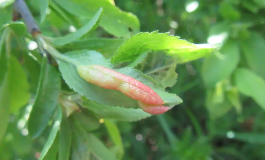 Close-up gall