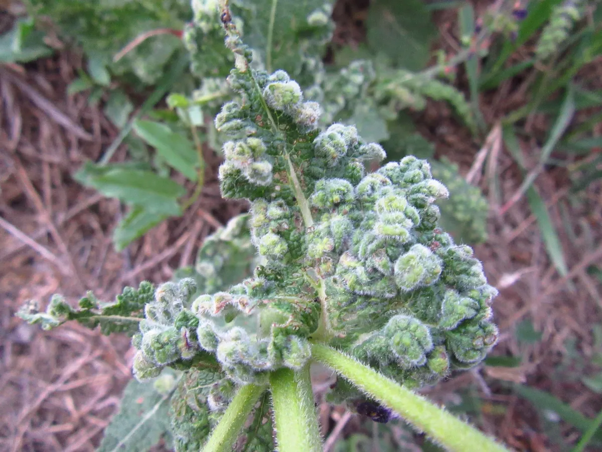 Image of the gall itself