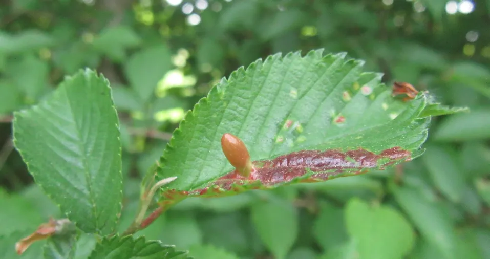 Close-up gall
