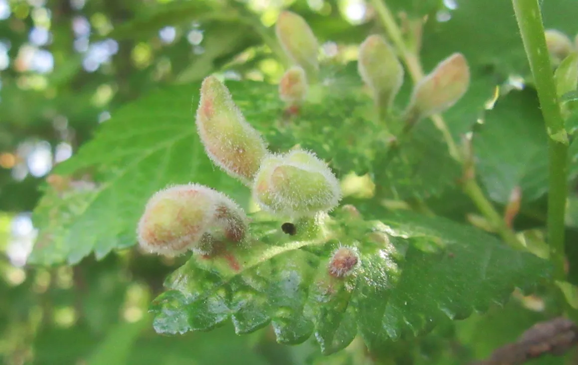 Close-up gall